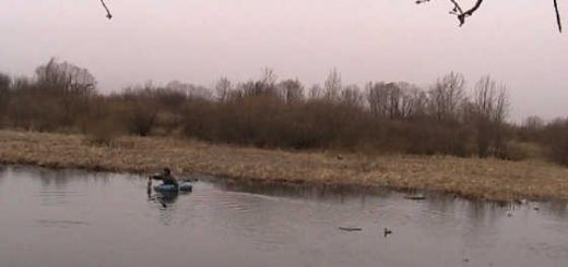 Весенняя охота на селезня с подсадной уткой видео