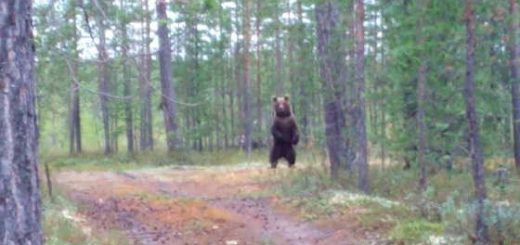 Встреча с медведем на Ямале видео