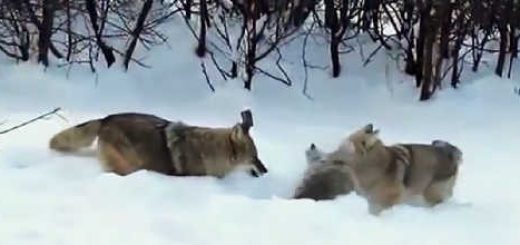 Барсук против волка видео