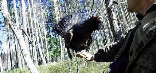 Глухарь токует на руке видео