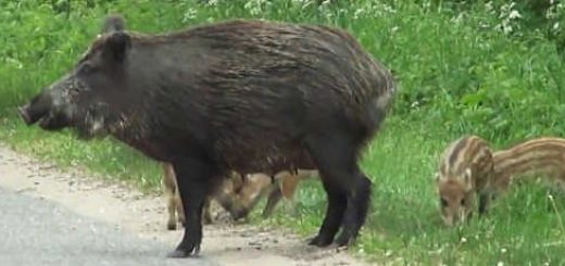 Дикая кабаниха с выводком видео