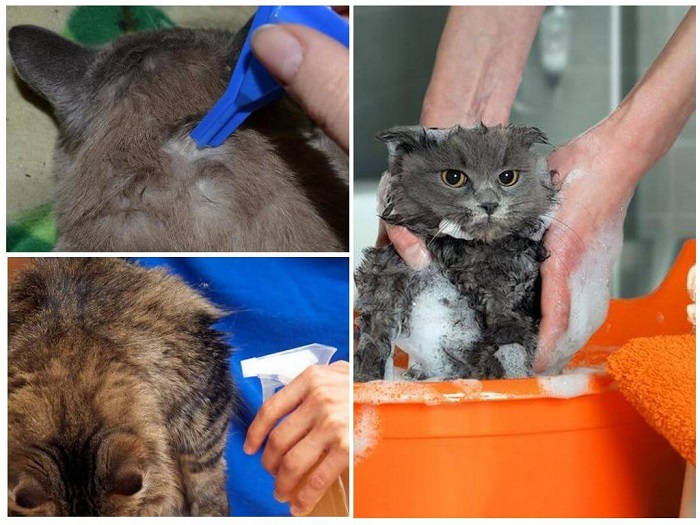 Как избавить кошку от блох