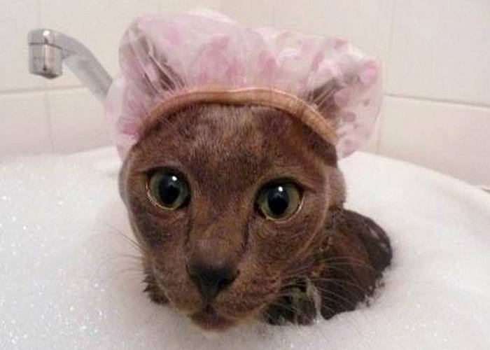 Косметика для кошек