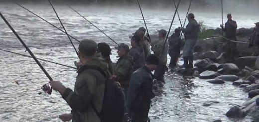 Ловля горбуши на Умба реке видео