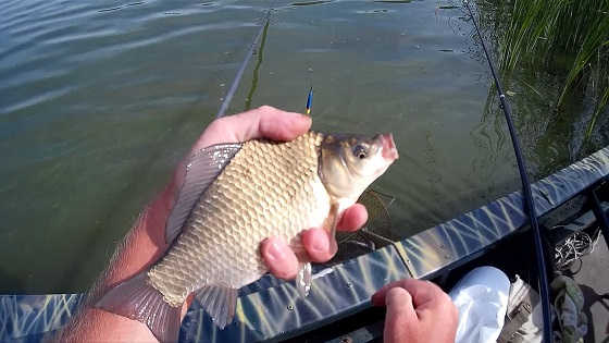 видео рыбалки летом на удочку
