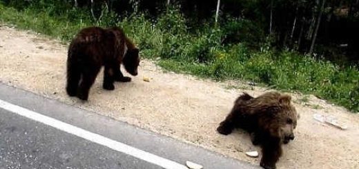 Медведица загрызла людей в тайге видео