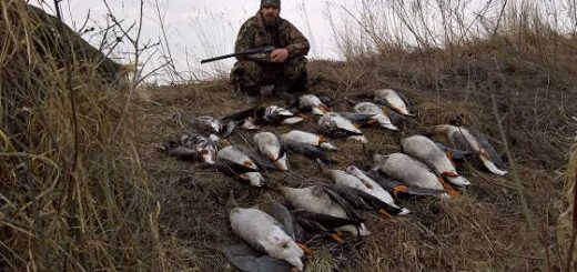 Охота на гуся в Беларуси в 2018 видео
