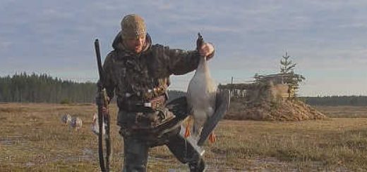 Охота на гуся в Карелии на болоте видео