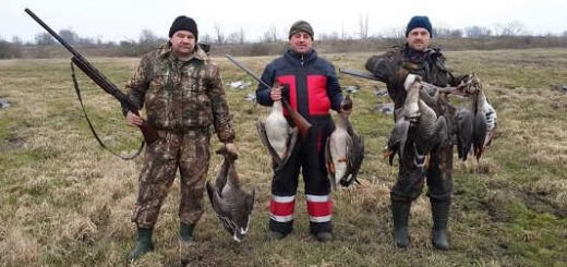 Охота на гуся весной 2018 в Беларуси видео