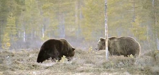 Схватка двух медведей видео