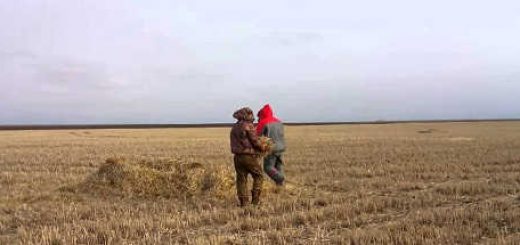 Весенняя охота на гуся в Саратовской области видео