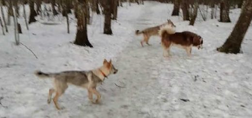 Волки и огромный хаски видео