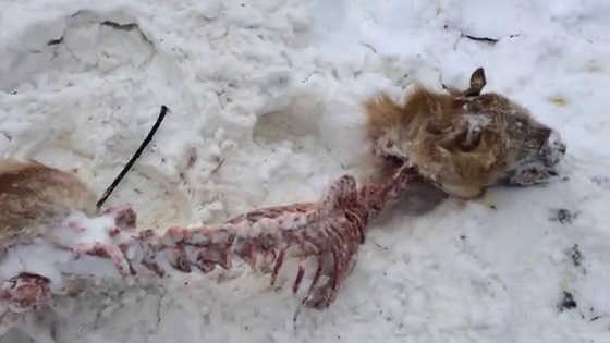 Волки загрызли рысь видео