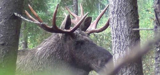 Гон у лосей видео