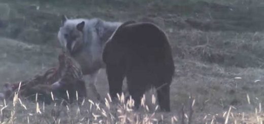 Гризли с волком не поделили добычу видео