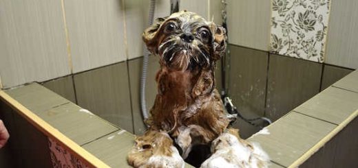 Как часто надо мыть собаку