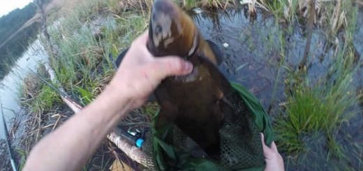 Ловля огромных линей в мае видео