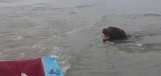 Медведь напал на лодку видео