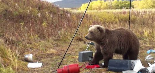 Нападение медведя на Камчатке видео