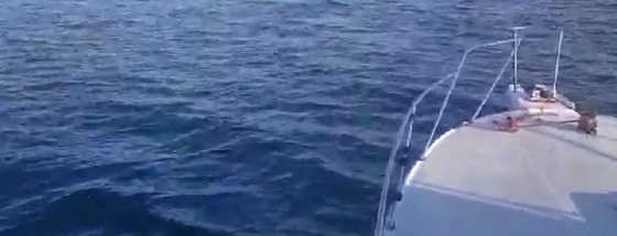 Нападение медведя на катер видео