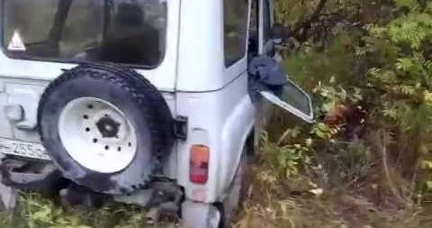 Нападение медведя на УАЗ видео
