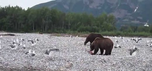 Нападение медведя видео