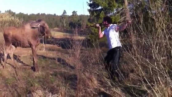 Не нужно убегать от лося видео