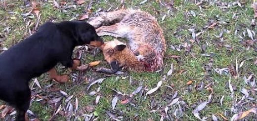 Норная охота на лису с ягдтерьером видео