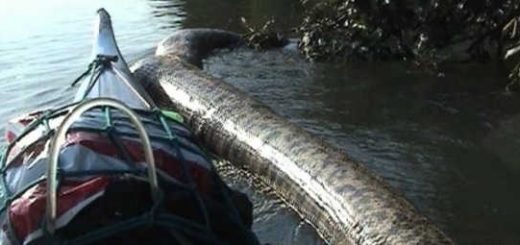 Огромная змея в реке видео