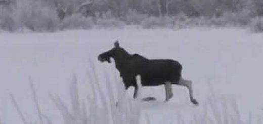 Охота на лося в Вологодской области видео