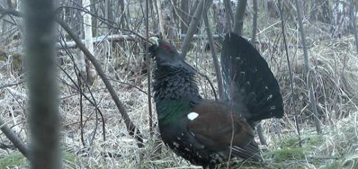 Охота на току на глухаря весной видео