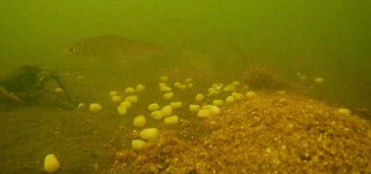 Реакция рыбы на кукуруза - подводная съёмка - видео