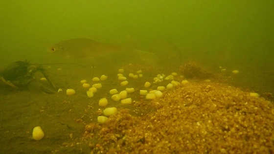 Реакция рыбы на кукуруза - подводная съёмка - видео