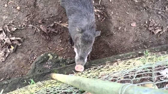 Смелый дикий кабан видео