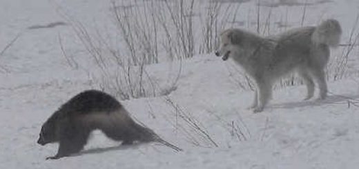 Собаки и росомаха видео