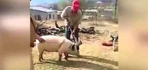 Свинья блокирует удар видео