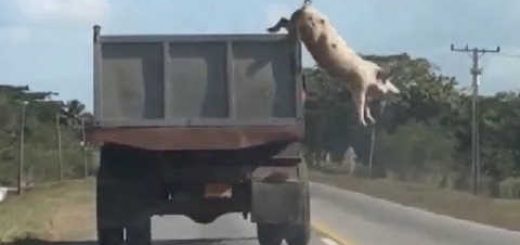 Свинья выпрыгнула из машины видео