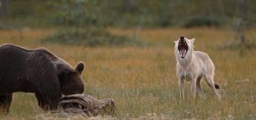 Волк и медведь видео