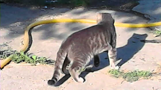 Бой кота и гадюки видео