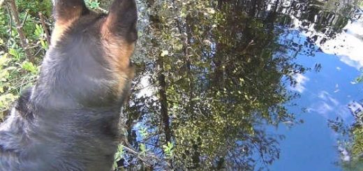 Гадюка укусила собаку видео