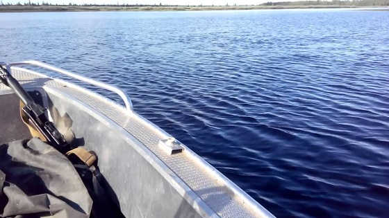 Как змея может из воды заползти в лодку видео