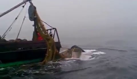 Кит попался в трал видео