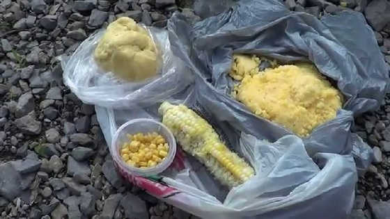 Клёв карпа на кукурузу
