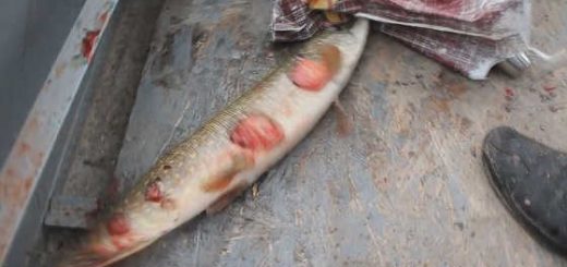 Ловля страшной щуки видео