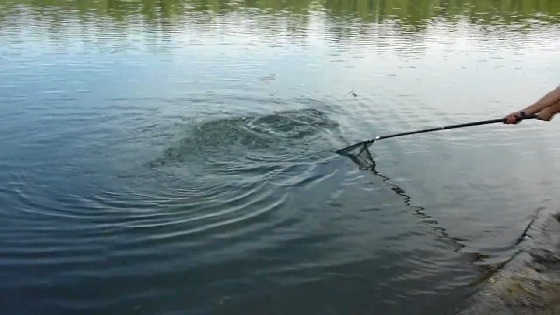 Ловля толстолоба на реке Днестр видео