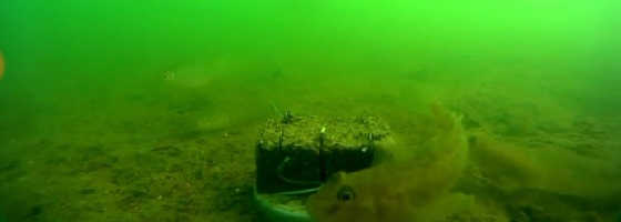 Подводная съемка макушатника видео