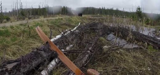 Медведь атакует лучника видео