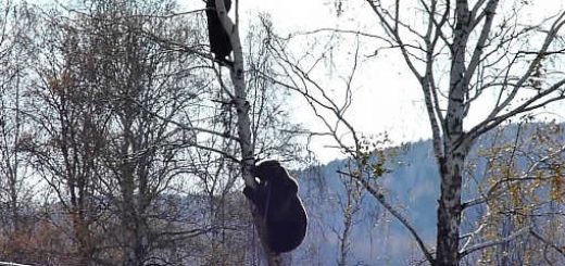 Медведь залез на дерево к охотникам видео