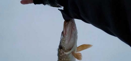 Нападение щук на рыбалке видео