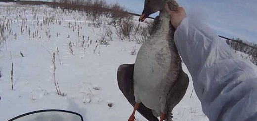 Охота на гуся в в НАО весной видео